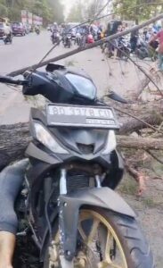 Pohon Tumbang, Pengendara Motor Di Bengkulu Tewas Terlindas