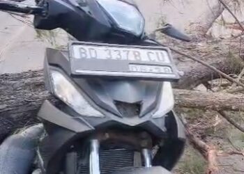 Pohon Tumbang, Pengendara Motor Di Bengkulu Tewas Terlindas 37 Pohon Tumbang, Pengendara Motor Di Bengkulu Tewas Terlindas