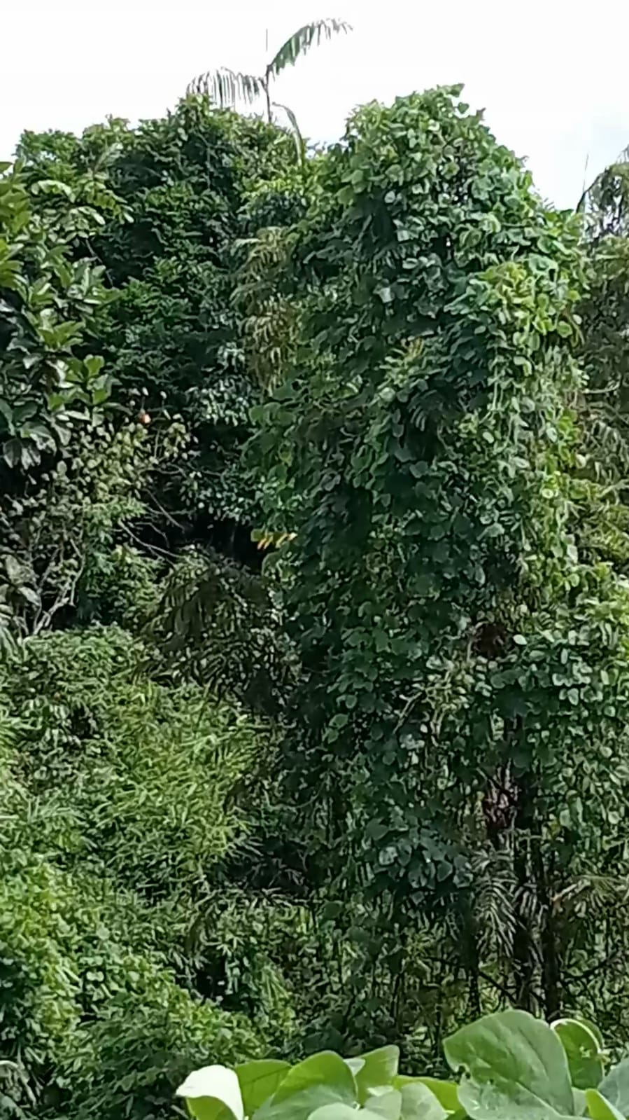 Berdiri Sejak 2008, Berikut Dampak Buruk Ditimbulkan Perkebunan PT RAA 3 IMG 20250623 WA0155